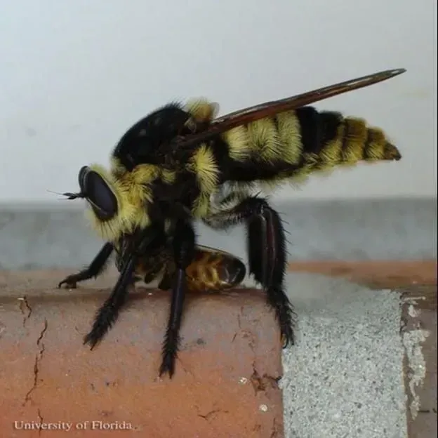 thumbnail for publication: Bee Killers, Mallophora bomboides (Wiedemann), Mallophora orcina (Wiedemann), and Malophora nigra Williston (Insecta: Diptera: Asilidae)